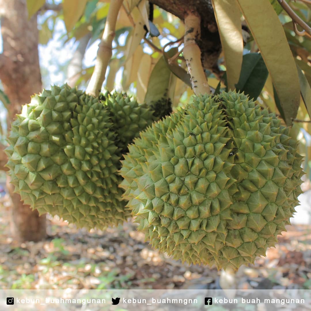 uah Durian - Kebun Buah Mangunan