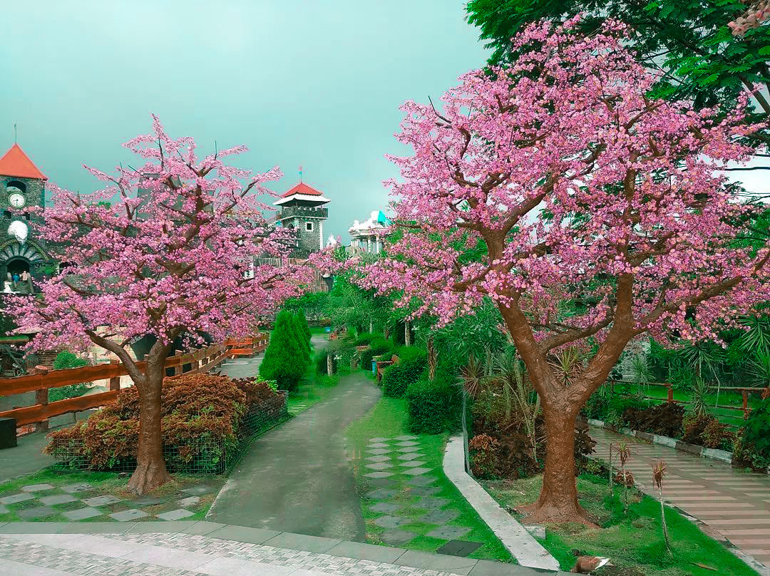 Spot Foto Pohon Sakura Jepang
